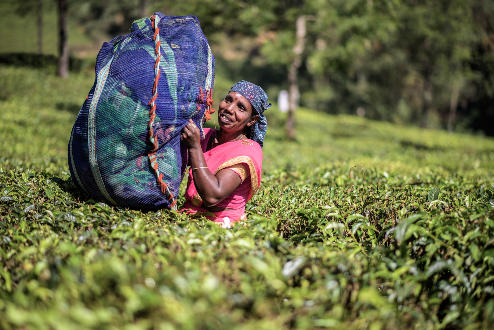 tea picking woman at Munnar II