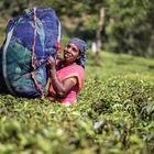 tea picking woman at Munnar II