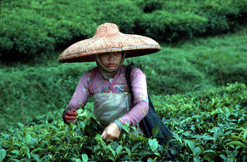 Tea-Plantage, Bandung Indonesia