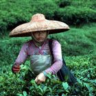 Tea-Plantage, Bandung Indonesia