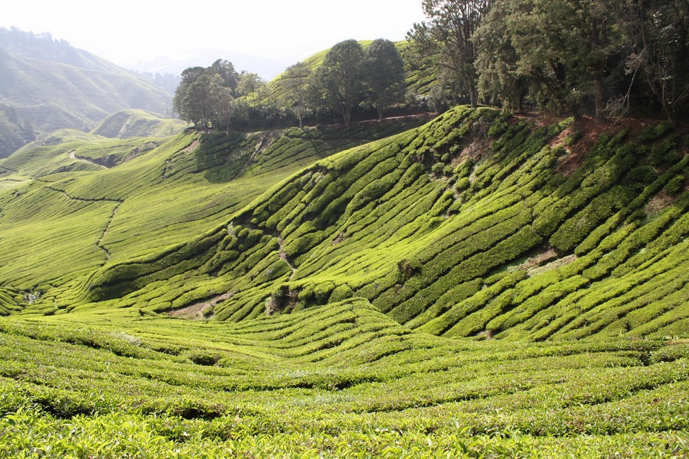 Tea plantage, Cameron Highlands