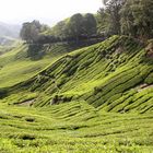 Tea plantage, Cameron Highlands