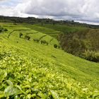 tea plantation