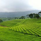 Tea Plantation