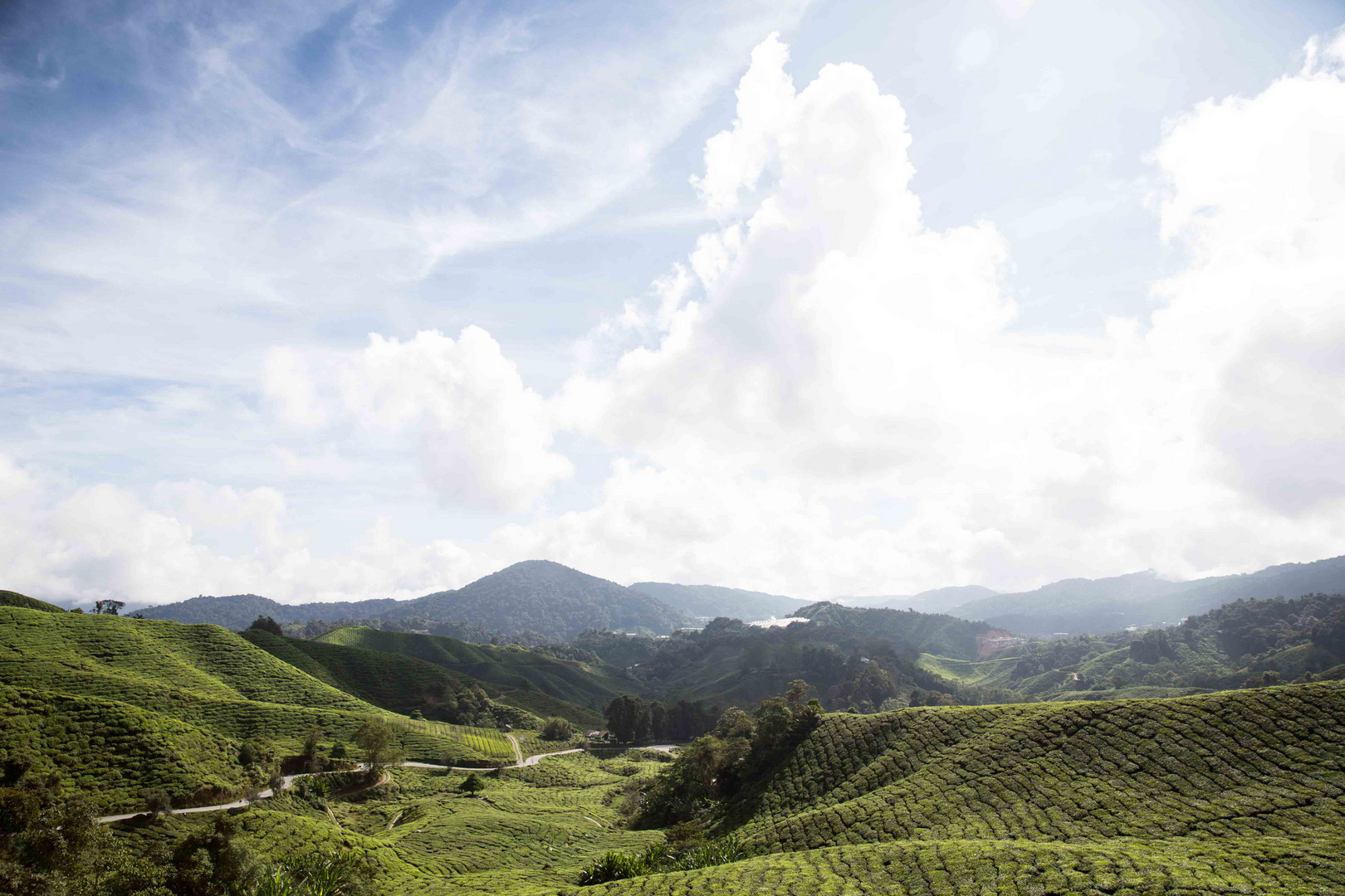 Tea Plantation