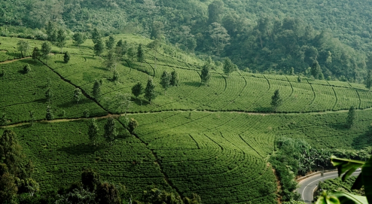 Tea Plantation