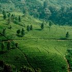 Tea Plantation