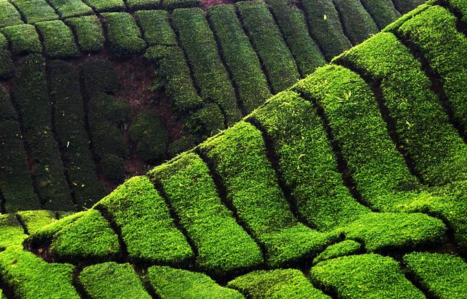 Tea Plantation