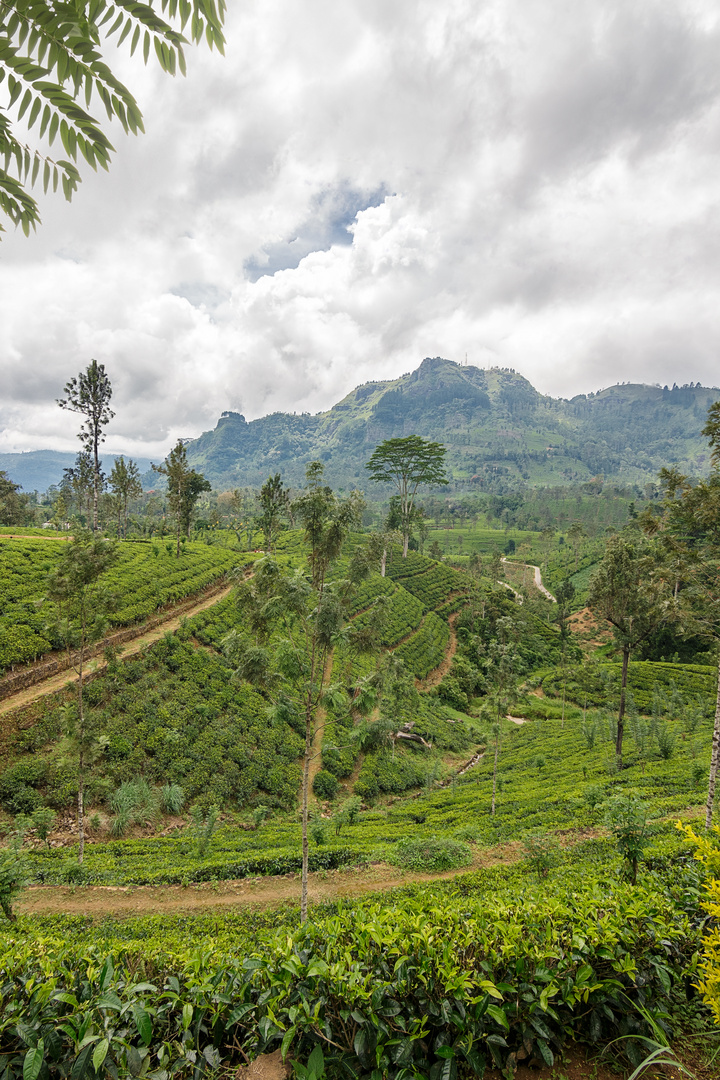 Tea Plantation