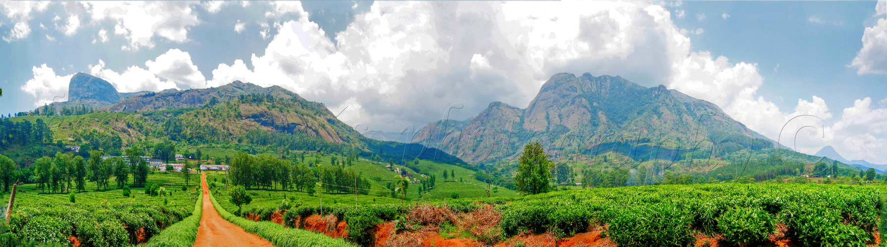 TEA PLANTATION IN GURUE, MOSAMBIQUE