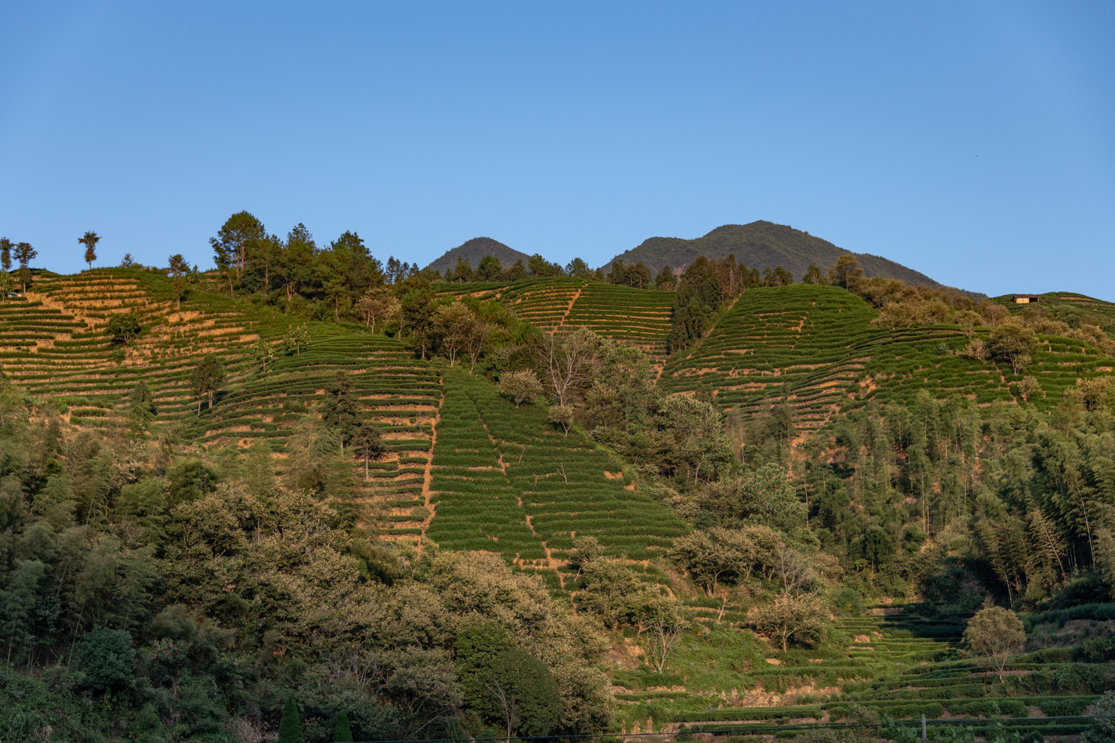 Tea plantations