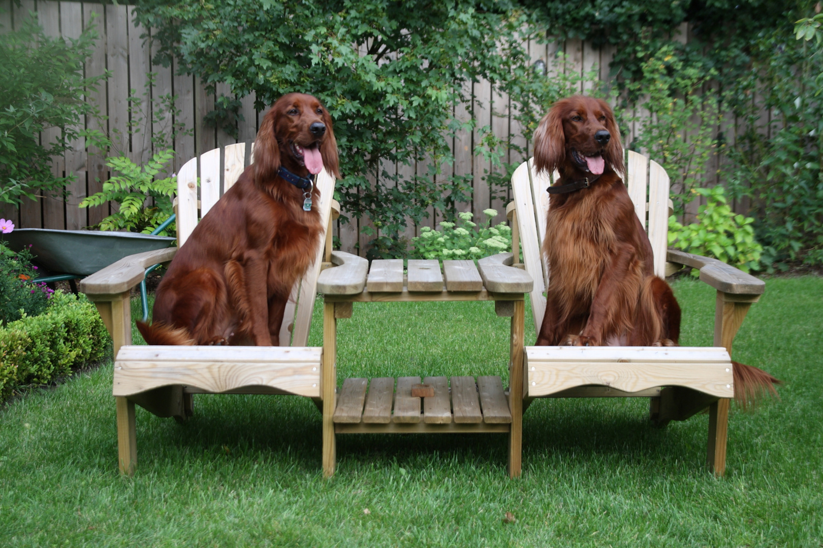 Tea Time for Irish Setter ladies