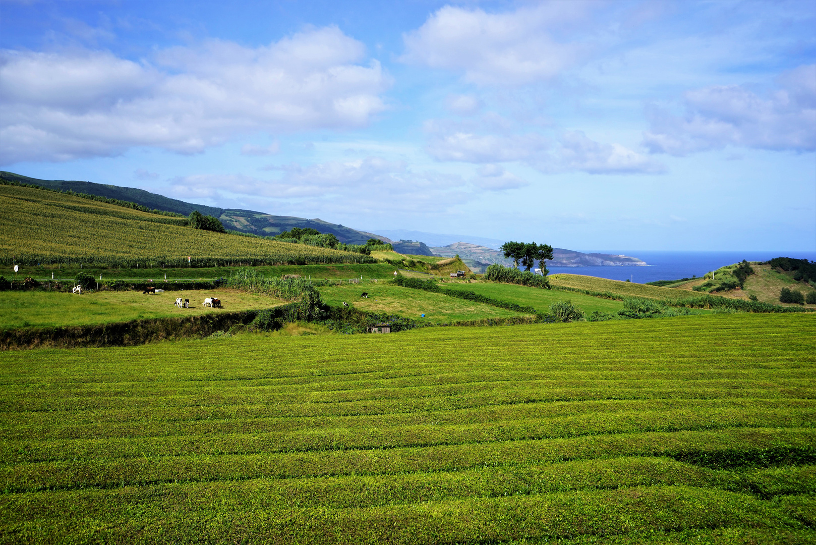 Tea with view!