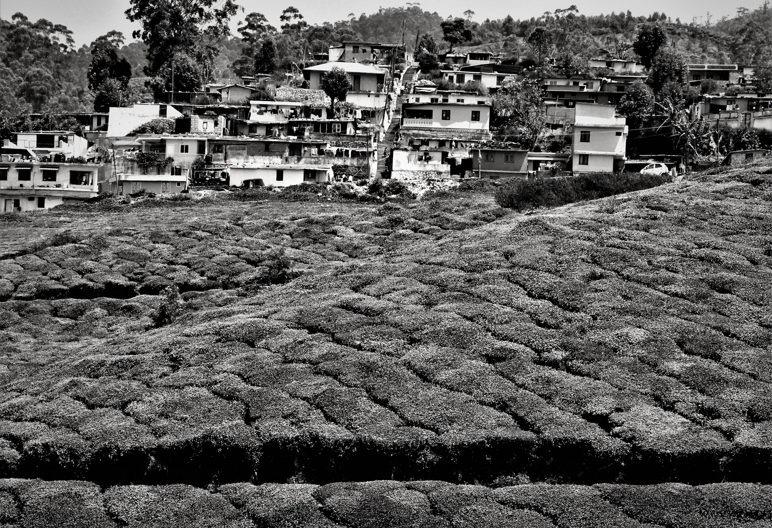 Tea workers village