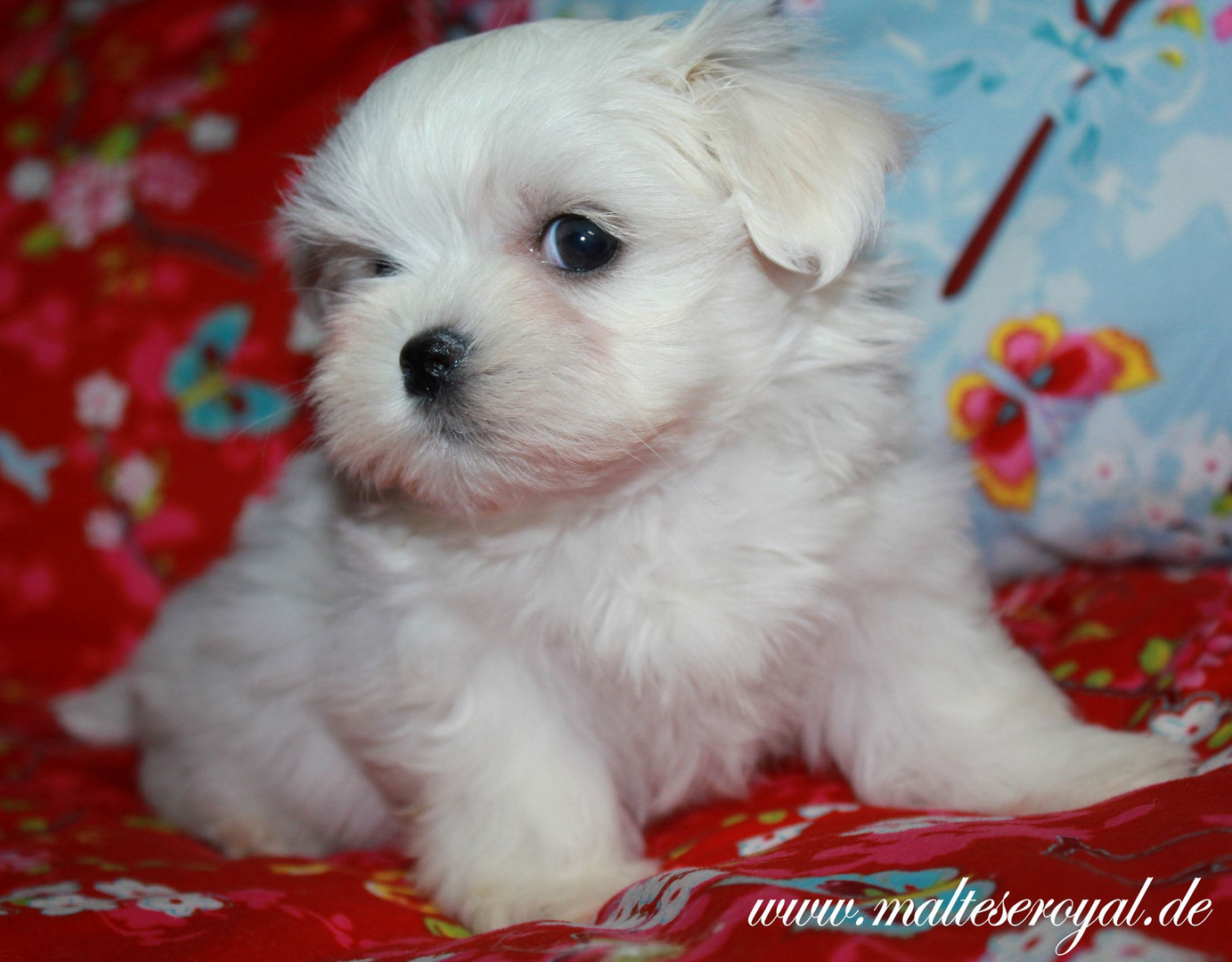 Teacup Malteser Mii Malteser Malteserwelpen Amerikanische Und Koreanische Norm Mit Puppengesicht Foto Bild Hund Tiere Welpen Bilder Auf Fotocommunity