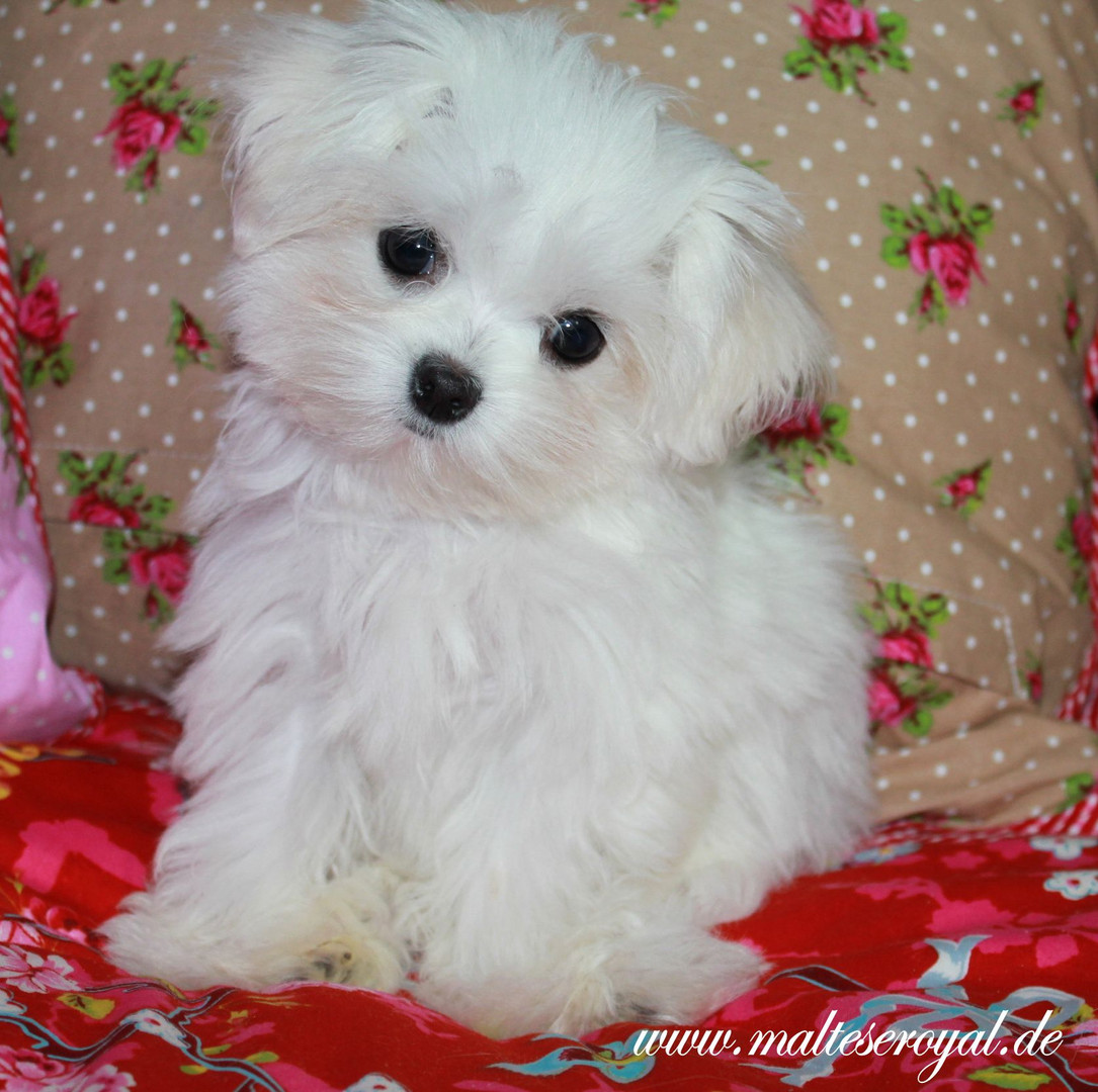 Teacup Malteser Mii Malteser Malteserwelpen Amerikanische Und Koreanische Norm Mit Puppengesicht Foto Bild Hund Tiere Welpen Bilder Auf Fotocommunity