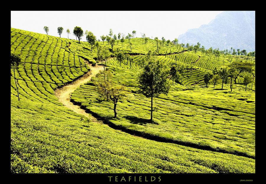 -Teafields-