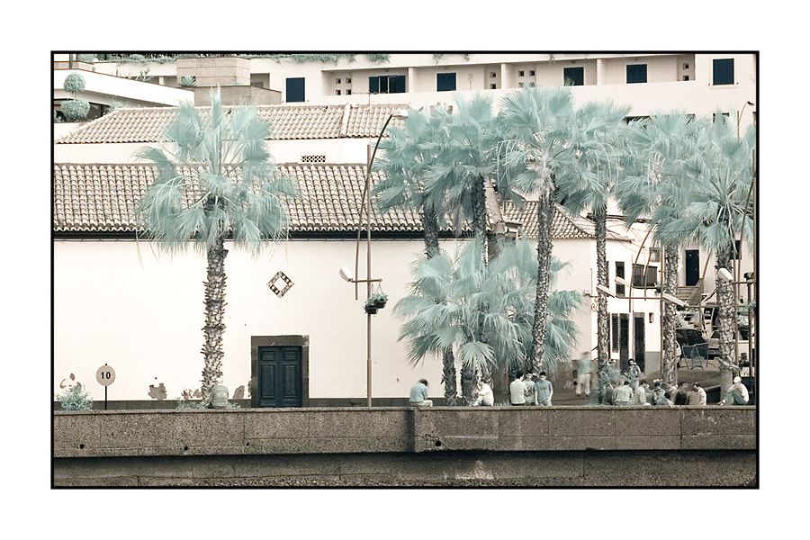 teal palm trees