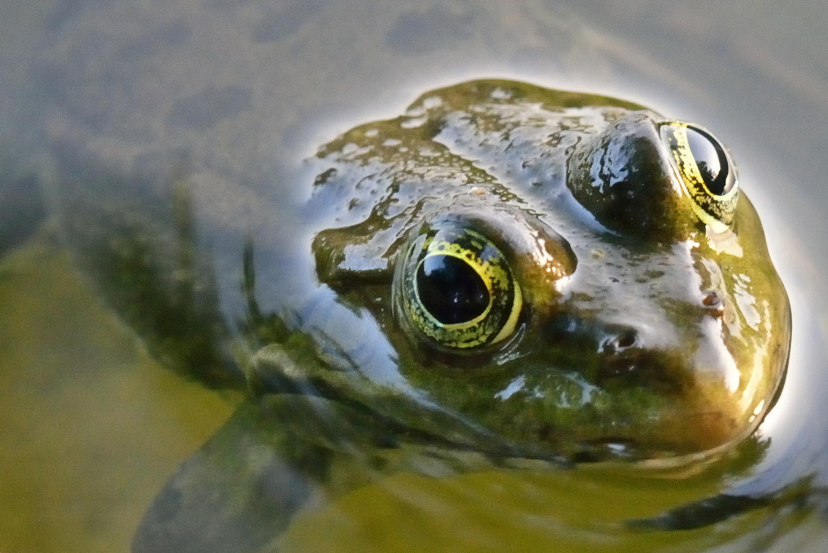 Team Ansichtssache - Augen