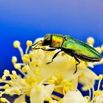 Team Ansichtssache: "Farben in der Natur"