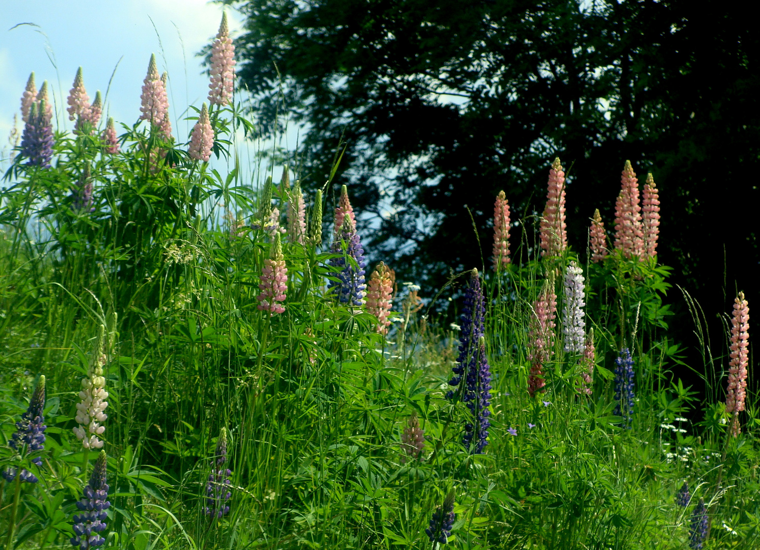 Team Ansichtssache "Farben in der Natur"