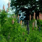 Team Ansichtssache "Farben in der Natur"