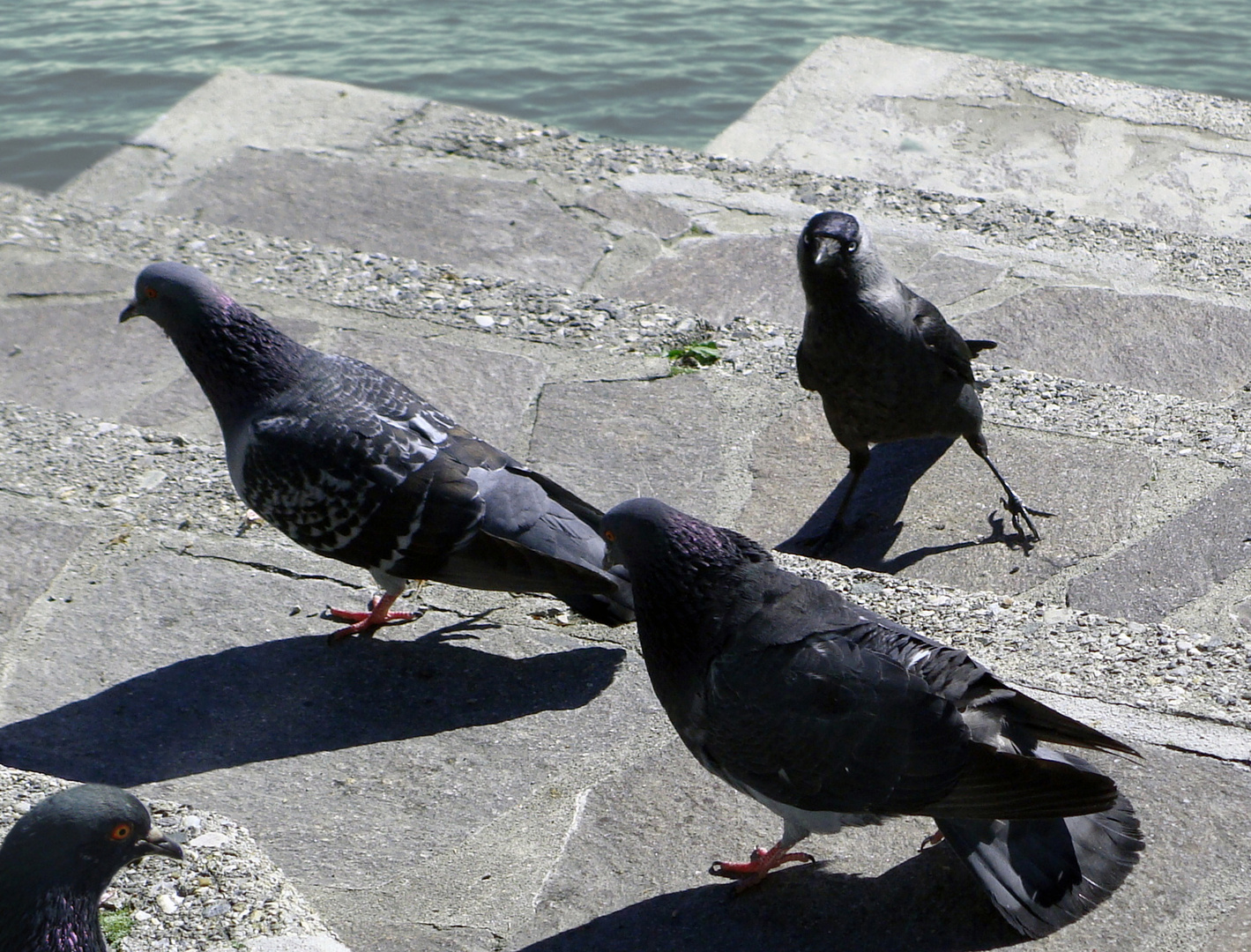 Team im Fokus "Alle Vögel sind schon da"