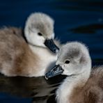 Team im Fokus - Alle Vögel sind schon da