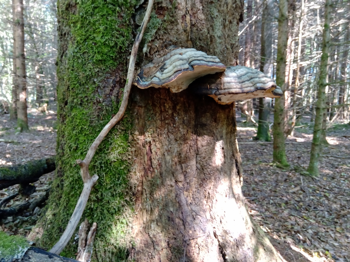 Team im Fokus " Alter Baum "