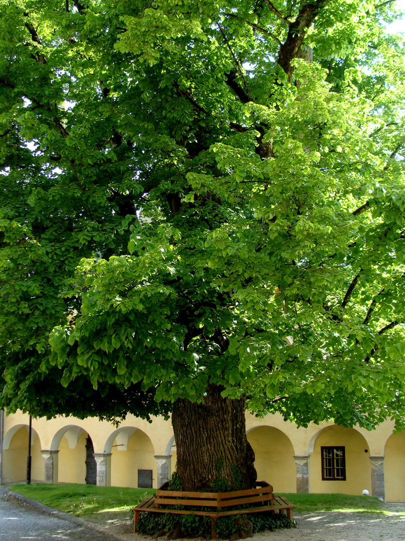 Team im Fokus "Alter Baum"