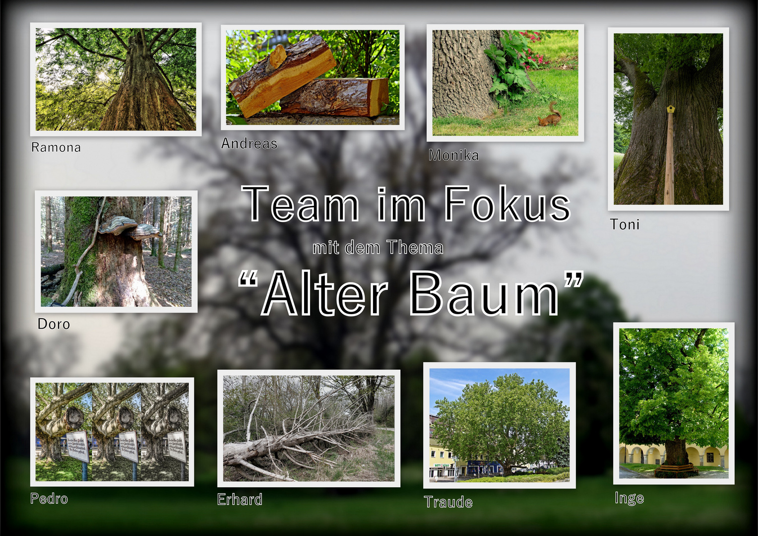 Team im Fokus-Collage "Alter Baum"