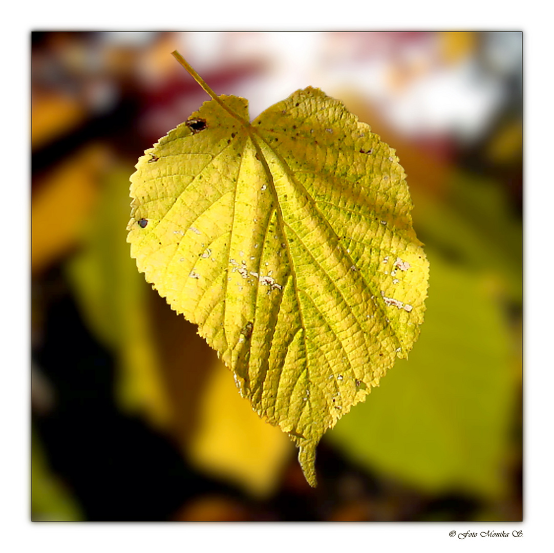 Team im Fokus: "Herbstlaub"  -  (52)