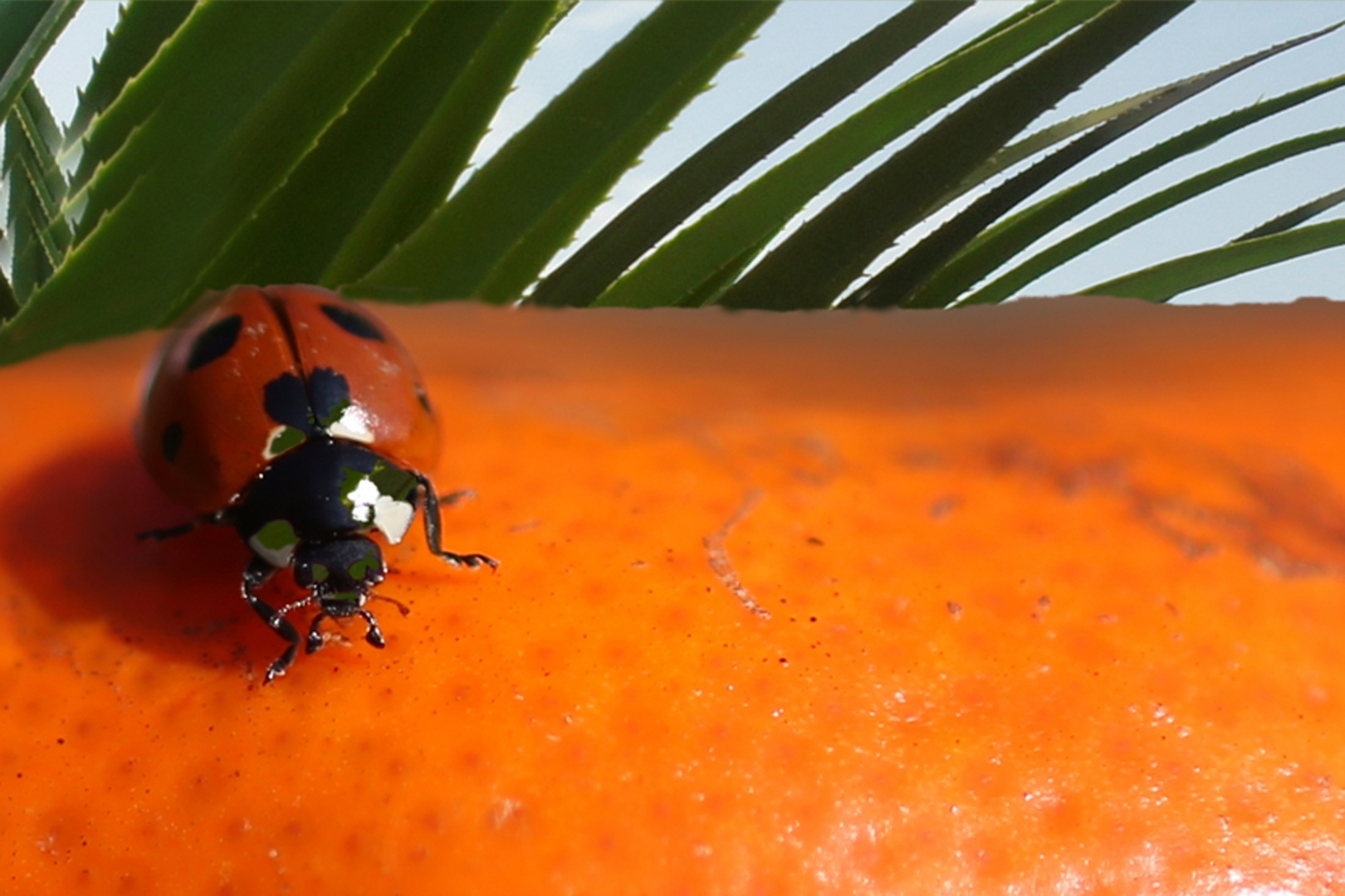 Team im Fokus " Insekten"