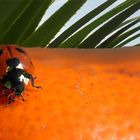 Team im Fokus " Insekten"