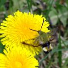 Team im Fokus "Insekten"