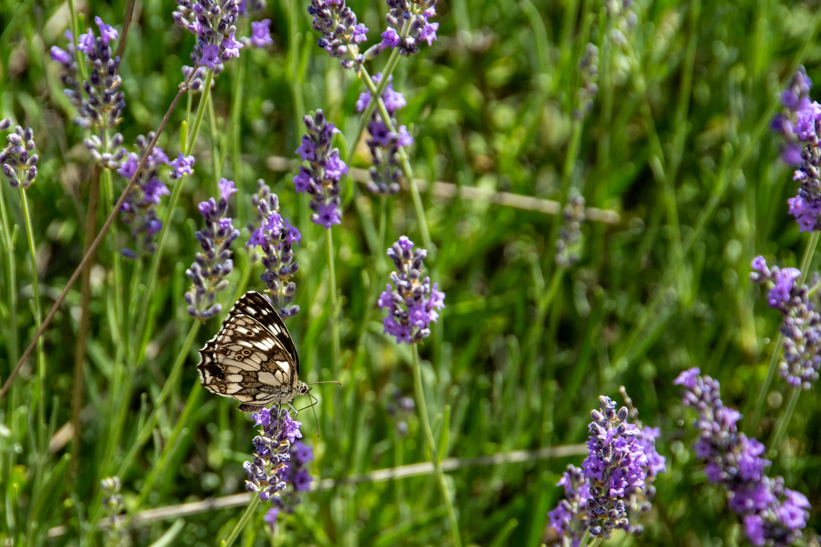 Team im Fokus - Insekten