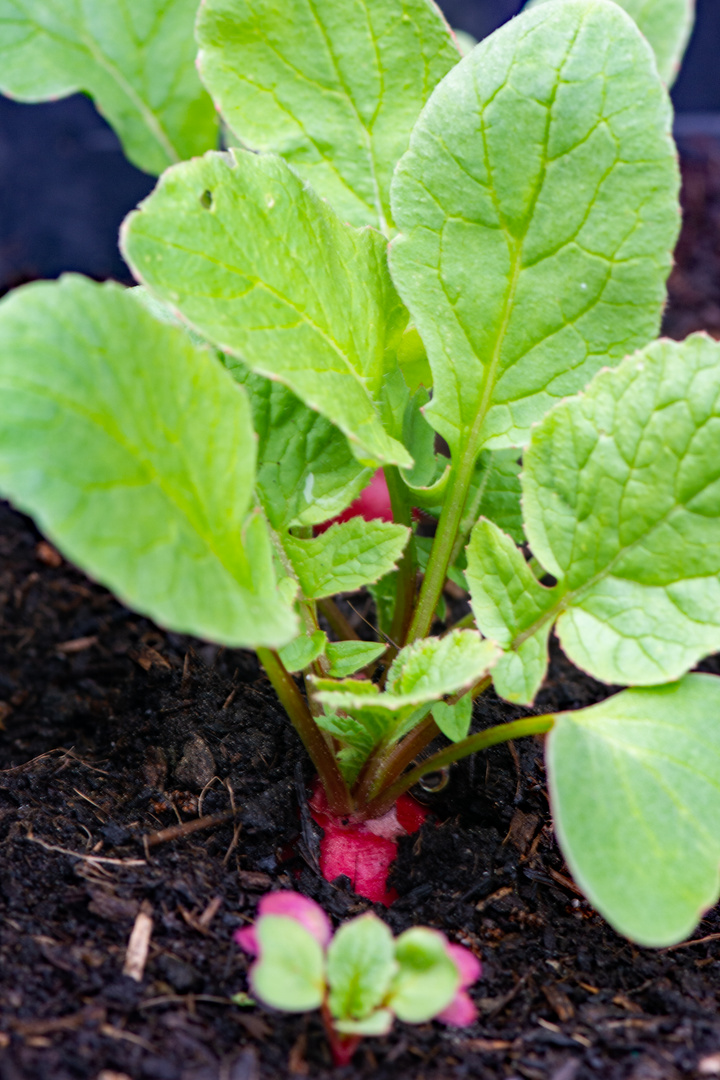 TEAM IM FOKUS - Obst und Gemüse