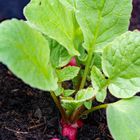 TEAM IM FOKUS - Obst und Gemüse