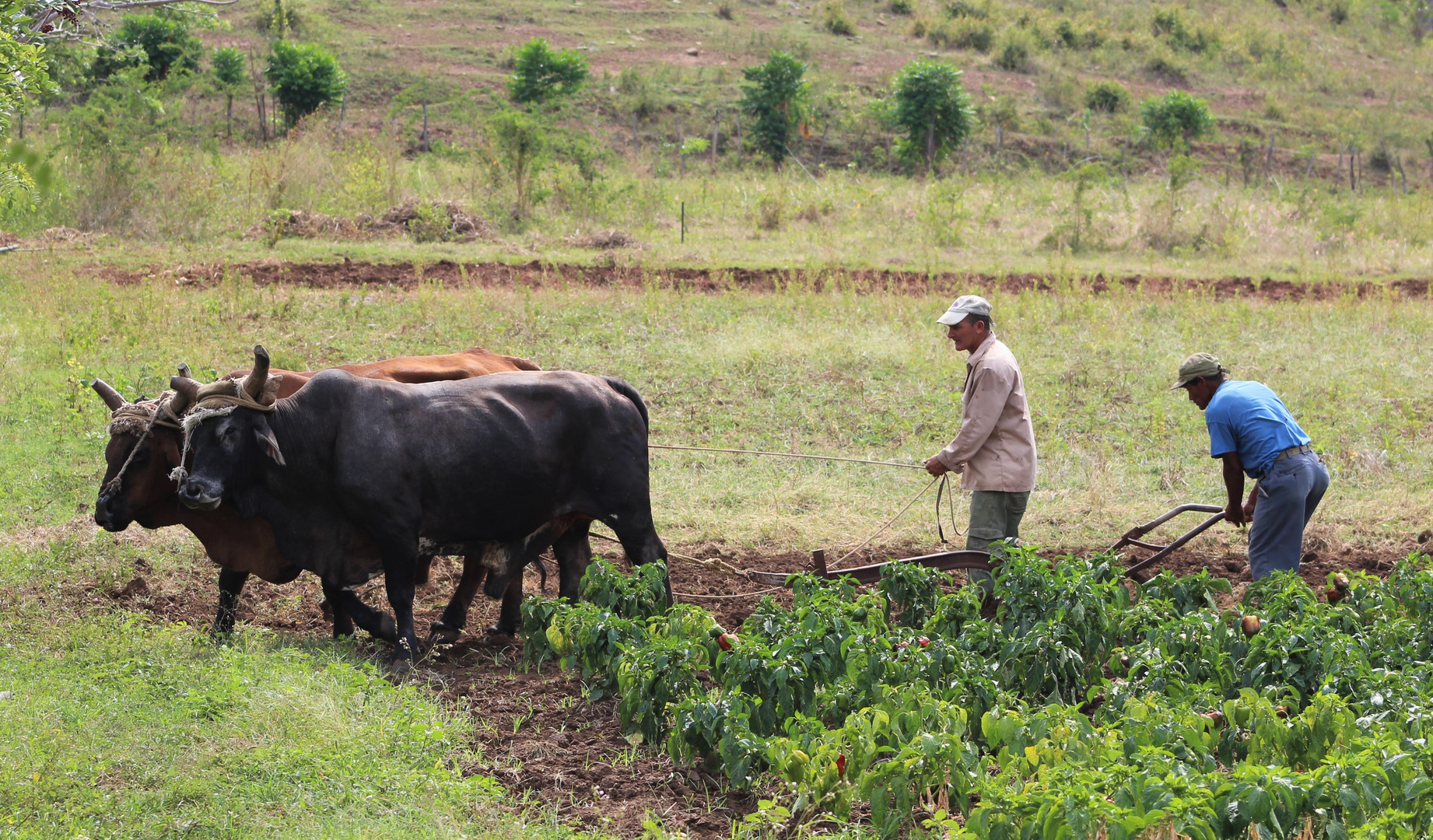 Team of oxen and farmer