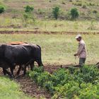 Team of oxen and farmer