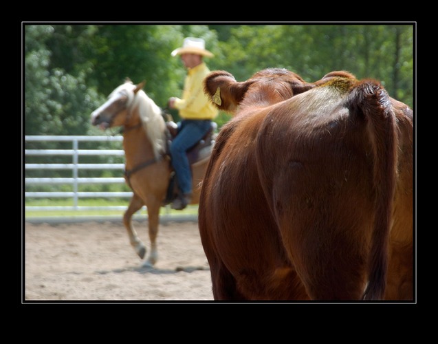 Team Penning (die andere Seite)