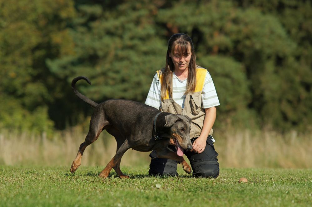 Teamarbeit im Hundesport