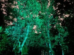 TeamLab Botanical Garden Osaka