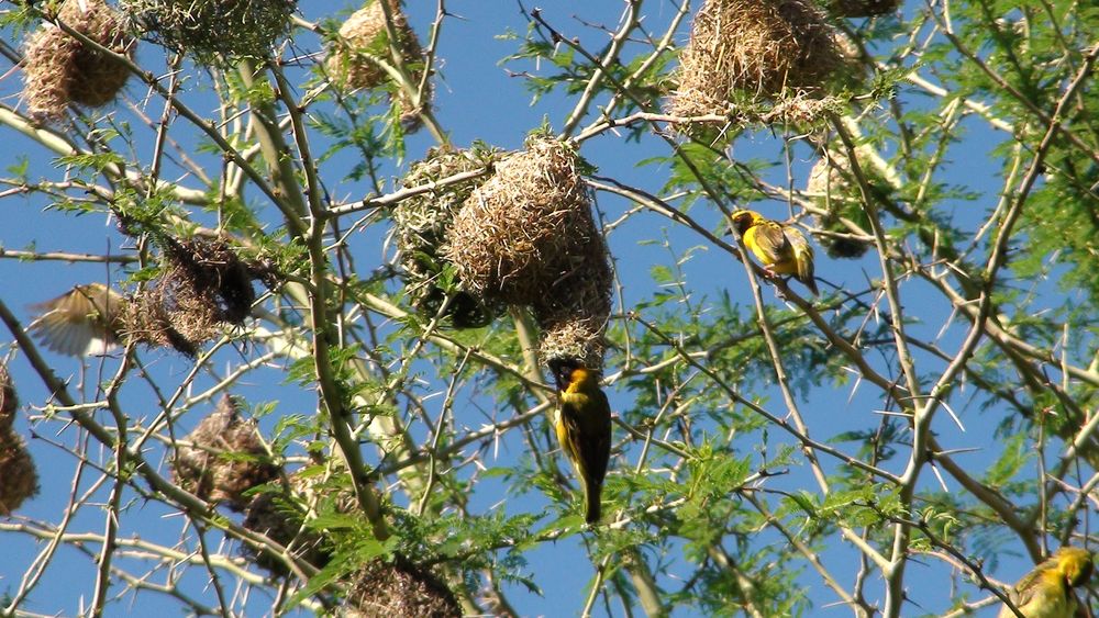 Teamwork von Ionel Visan-Reiszner 