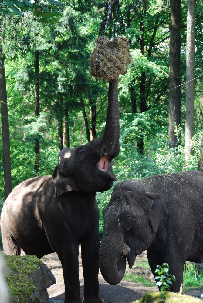 Teamwork von Lena Hartmann 