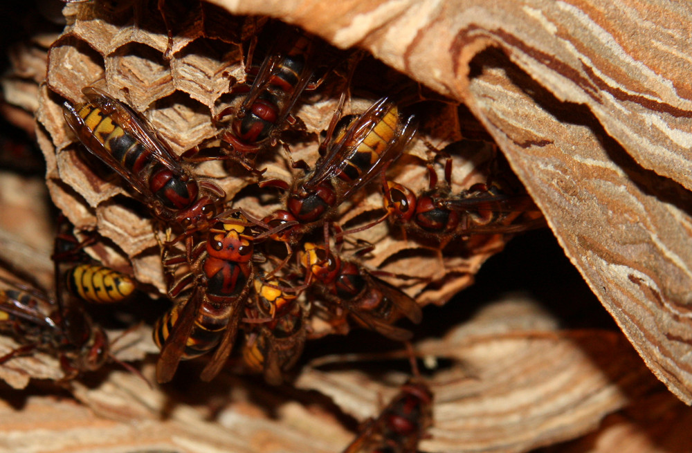 Teamwork-Hornissenkönigin beim Eier legen