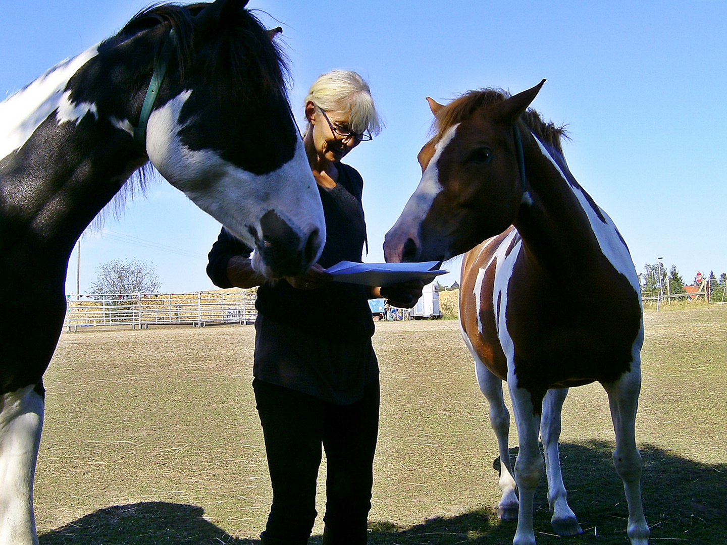 Teamwork von Mensch und Pferd