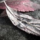 Tear on Leaf