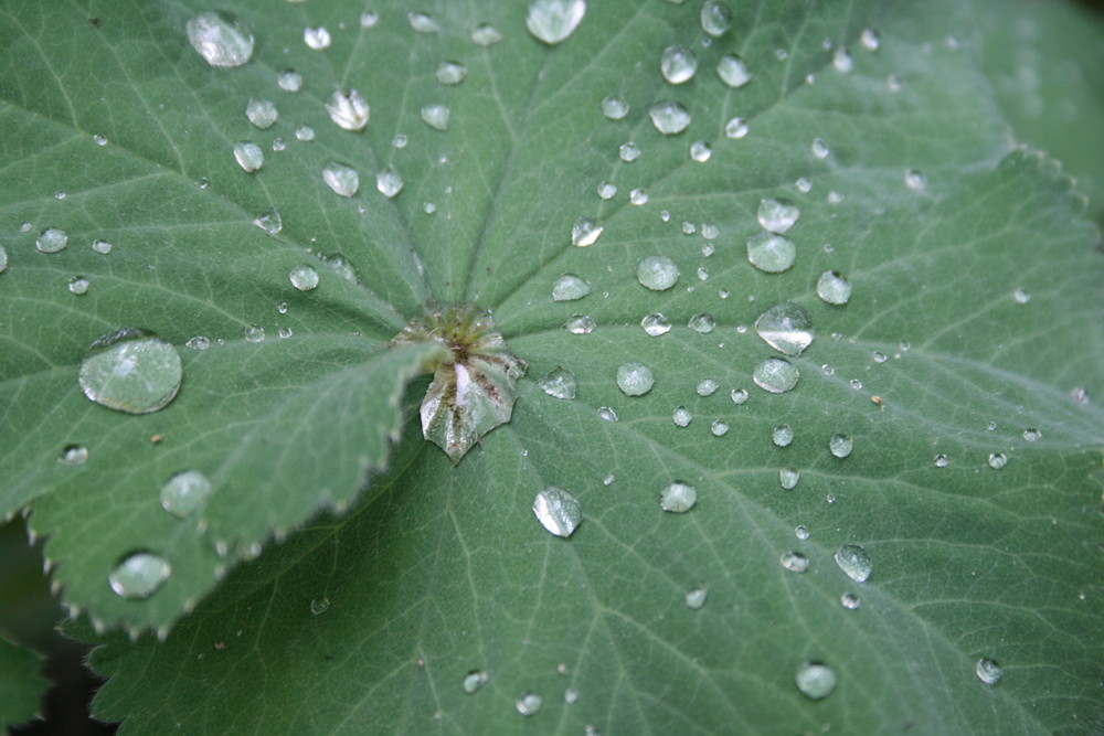 Teardrop Happiness