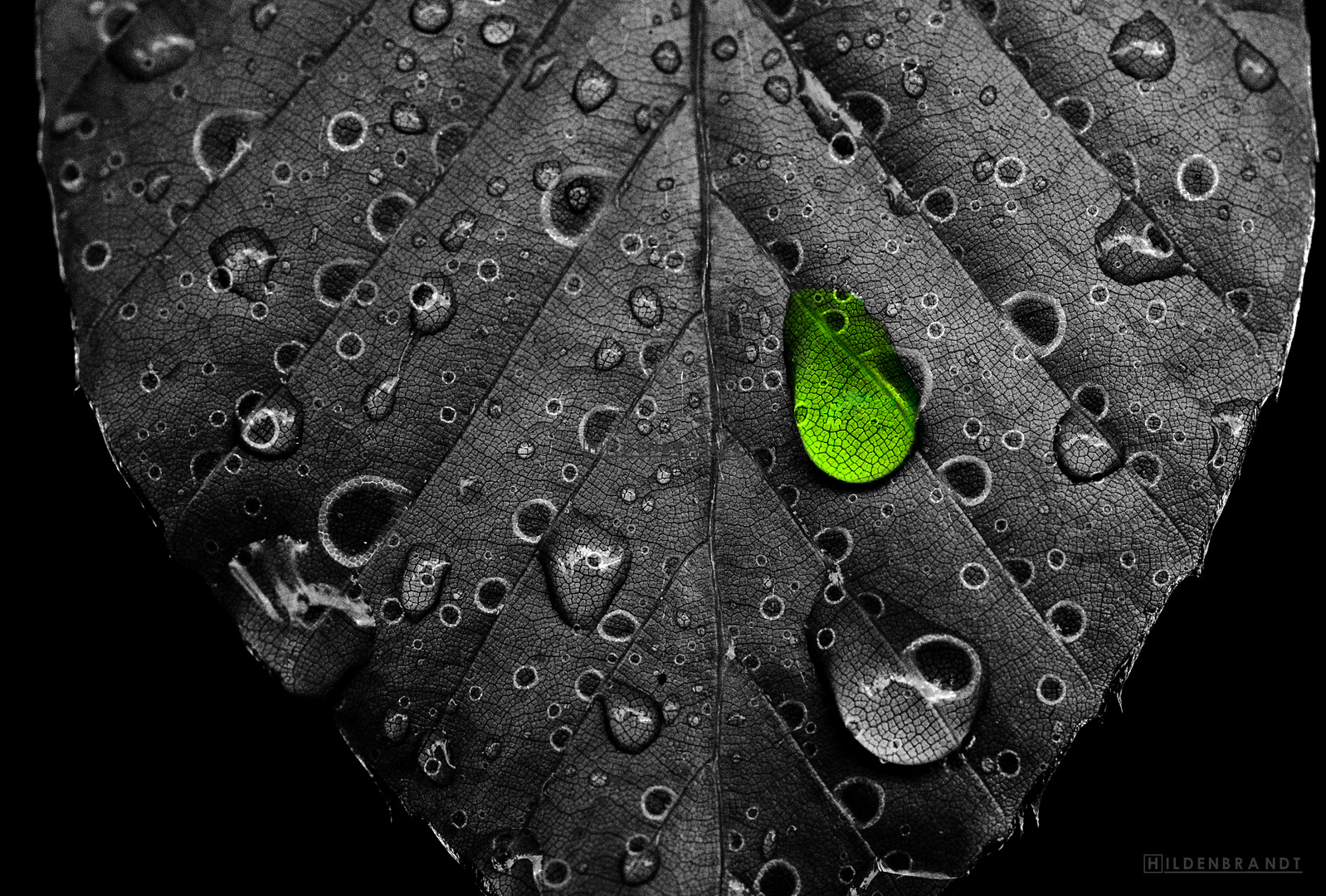 teardrop on leaf